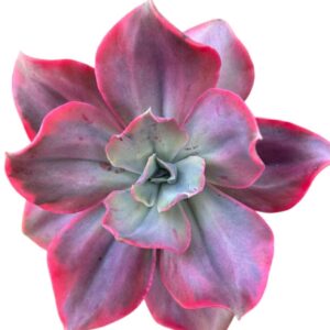 Echeveria Minigoseong Variegada