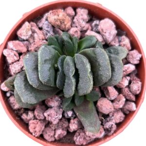 Haworthia Maughanii x Truncata