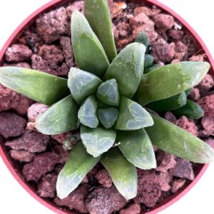 Haworthia Tremenda