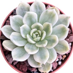 Echeveria Butterfly Flying Variegada