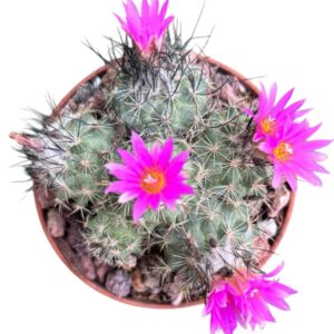 Gymnocactus Viereckii