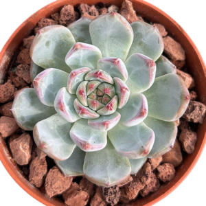 Echeveria Jasmine