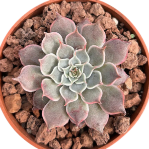 Echeveria Long Eyelash