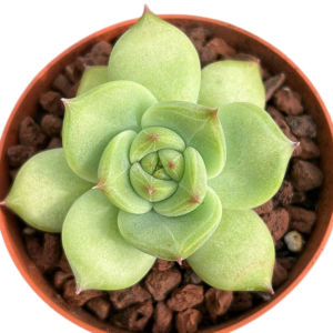Echeveria Green Diamond