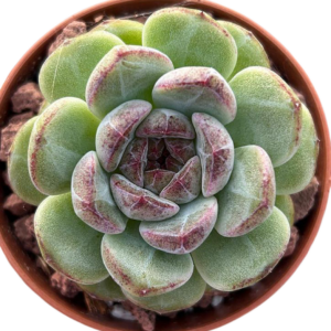 Echeveria Black Sand Beach