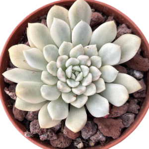 Graptoveria Bashful Variegada