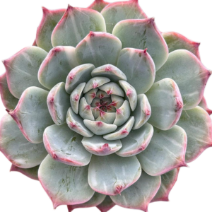 Echeveria Chihuahuensis Variegada