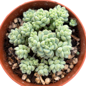 Sedum Perez de la Rosae