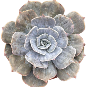 Echeveria Lilacina Marble Variegada