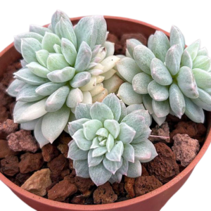 Echeveria Prolifica Variegada