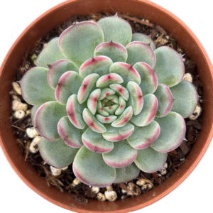 Echeveria Marcel