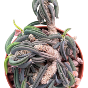 Euphorbia Cylindrifolia