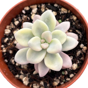 Graptopetalum Ellen Variegado