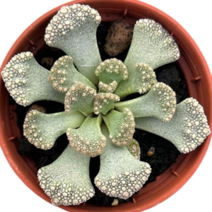 Titanopsis Calcarea