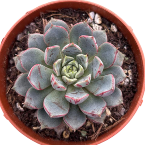 Echeveria Fireworks