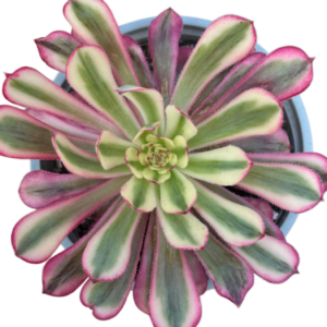 Aeonium Zwartkin Variegado