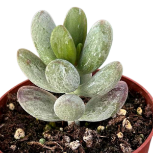 Cotyledon Orbiculata Leopard Variegado