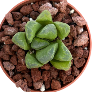 Haworthia Maughanii x Truncata