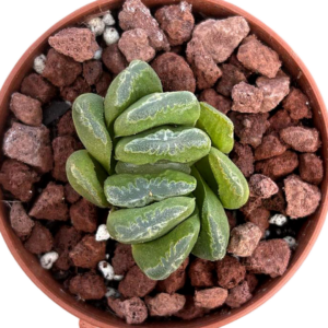 Haworthia Truncata Lime Green