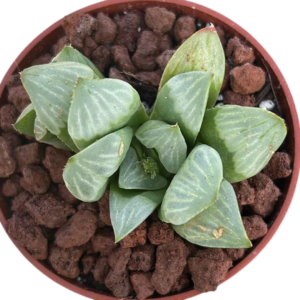 Haworthia Byakuya