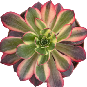 Aeonium Dark Devil
