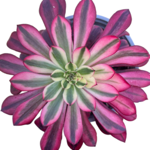 Aeonium Zwartkin Variegado