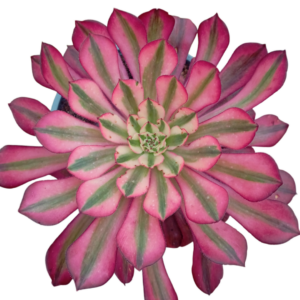 Aeonium Zwartkin Variegado