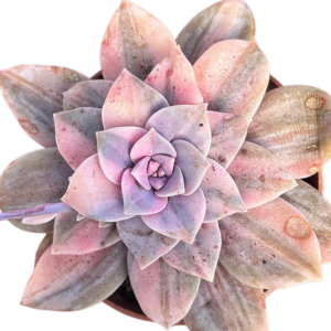 Graptopetalum Superbum Variegada (I)