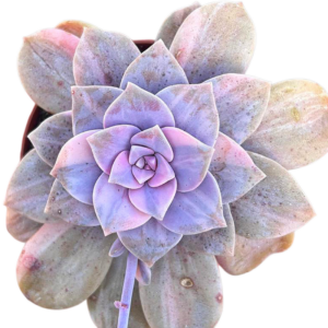 Graptopetalum Superbum Variegada (II)