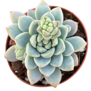 Pachyphytum cv Frevel