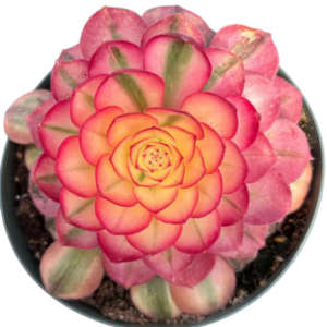 Aeonium Princess