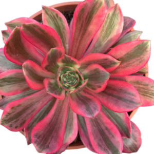 Aeonium Pink Fairy