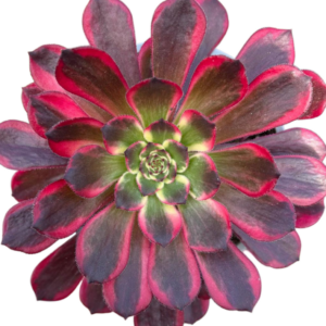 Aeonium Moya