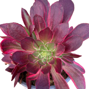 Aeonium Ink Painting