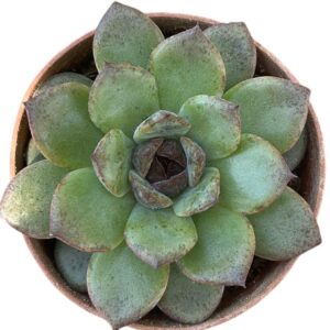 Echeveria Black Crystal
