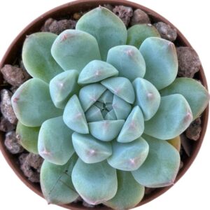 Echeveria Alba Beauty