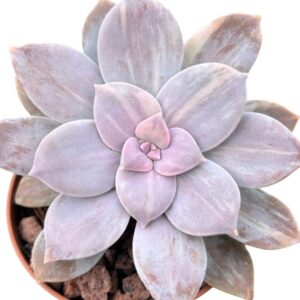 Graptopetalum Superbum Variegada (III)