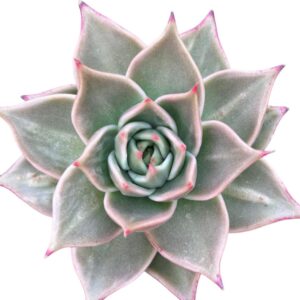 Echeveria Jade Star
