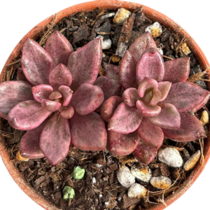 Lenopetalum Chocolate & Strawberries