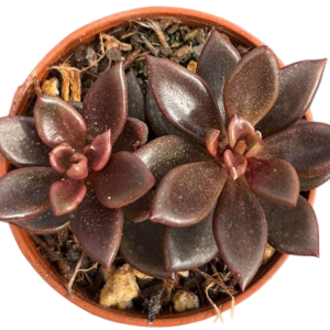 Lenopetalum Chocolate