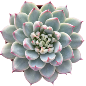 Echeveria Bai Jiji