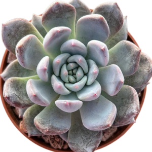 Echeveria Oceania