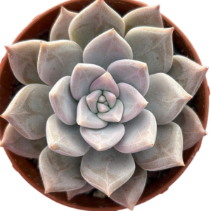 Echeveria Juliana