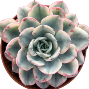 Echeveria Atlantis Variegada