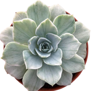 Echeveria Silver Queen Variegada