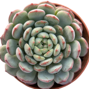 Echeveria Goldfinch