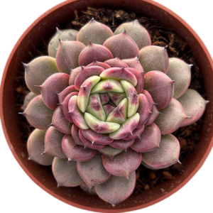 Echeveria Sunstone
