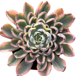 Echeveria Raindrops Variegada