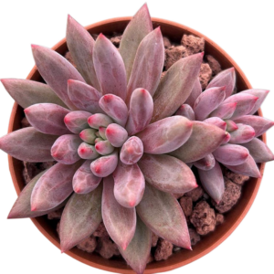 Echeveria Goldfish Hime