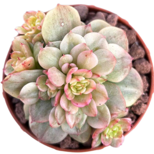 Sedeveria Rolly Variegada